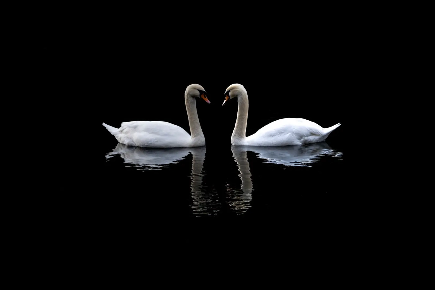 A pair of swans on dark water